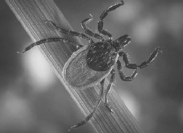 Western black-legged tick