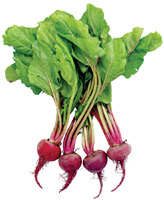 Beetland