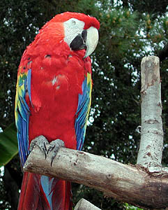 Parrot