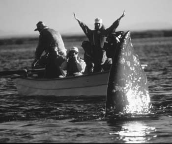 Gray whale and boat