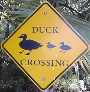 Duck Crossing