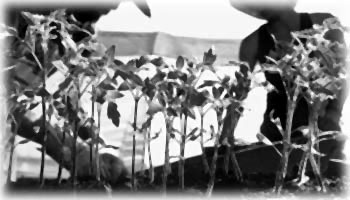 Tomato seedlings