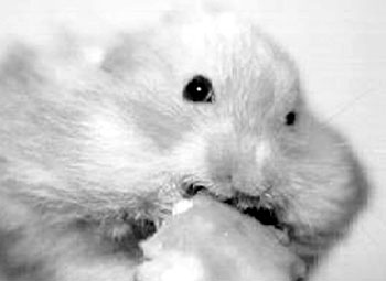 Hamster