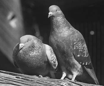 Pigeons