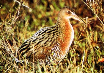 Clapper Rail