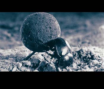 dung beetle