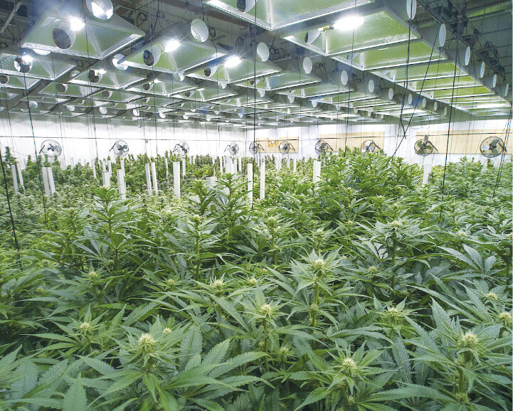 Pot Shots: As the Pot Industry Grows, Companies Try to Match Their Eco-Friendly Image