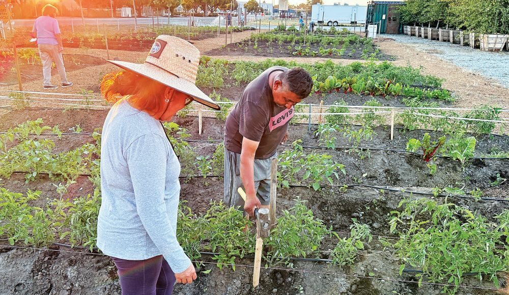 Google, tree farm, trees, community garden, Gilroy, Santa Clara