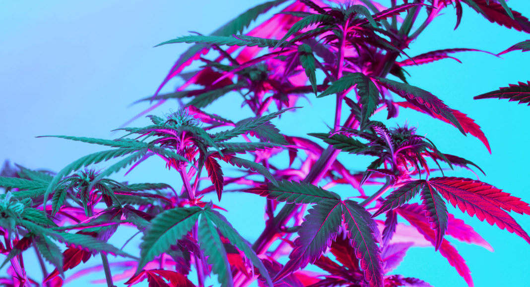 Marijuana plant shot with specialty lighting to make leaves red against a bright blue background