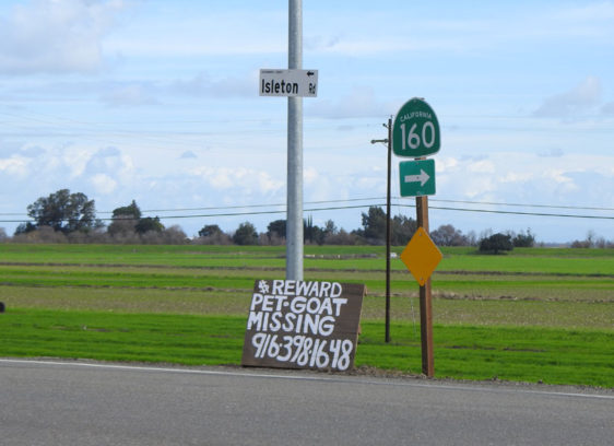 Sign on rural highway about a missing goat