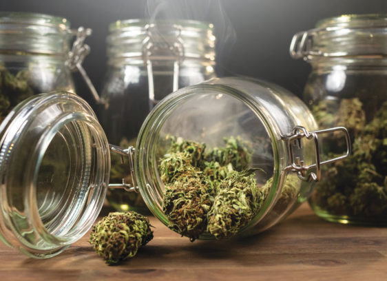 Glass jars on a table, one on its side with marijuana buds spilling out