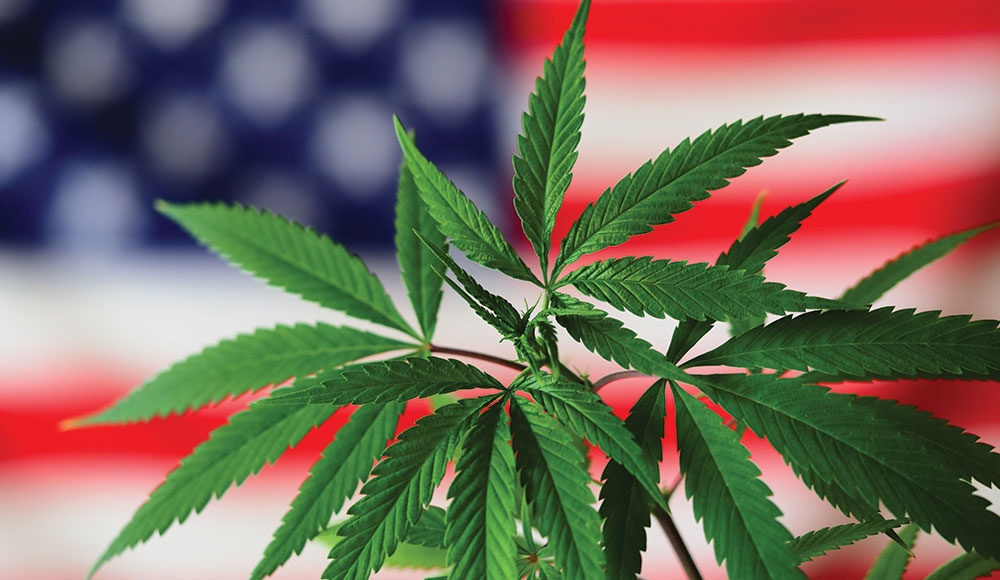 Cannabis plant in front of blurry American flag