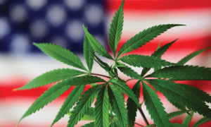 Cannabis plant in front of blurry American flag