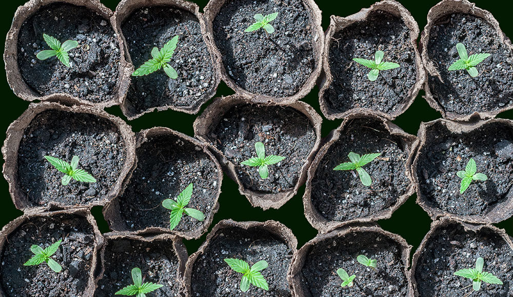 Marijuana plant seedlings in rows