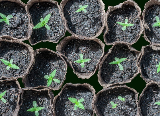 Marijuana plant seedlings in rows