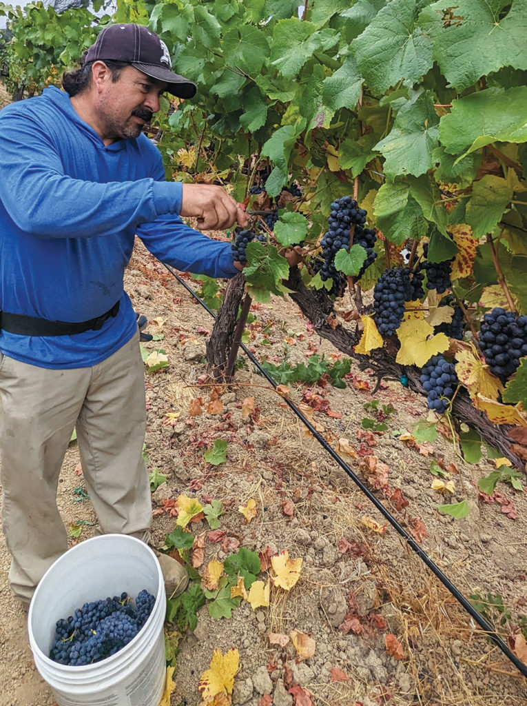 Man picking grapes