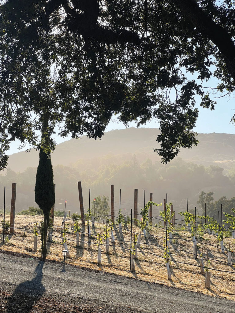 Grapes growing on a hillside