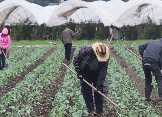 Workers in a strawberry field