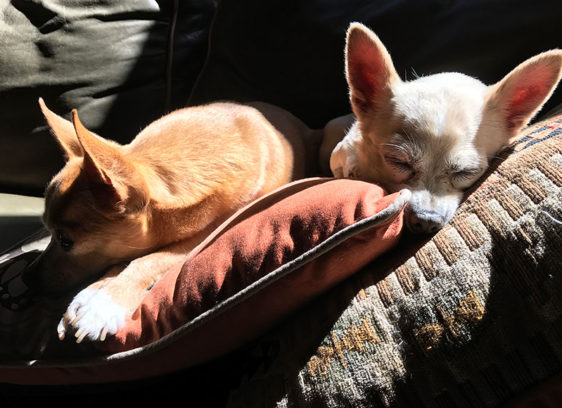 Two dogs sleeping in the sun