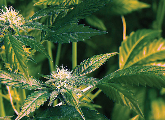 closeup of cannabis buds and leaves