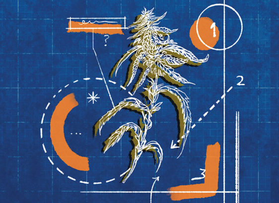 Illustration of cannabis on a blueprint background