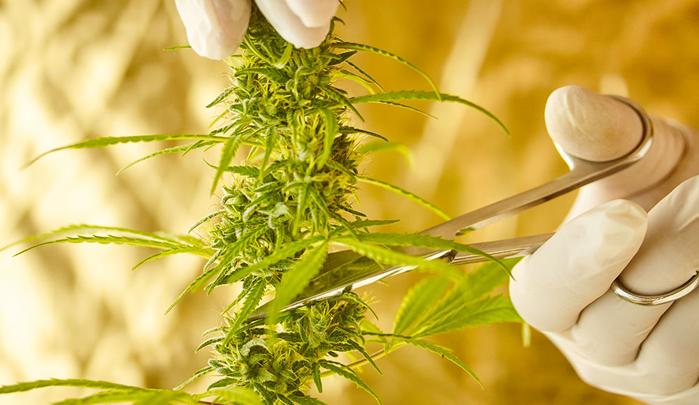 Hands wearing gloves using a pair of scissors to cut part of a marijuana plant