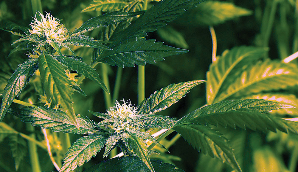 Buds on a cannabis plant